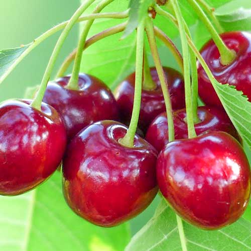 Cerezo Samba, С2 - Plántulas: Ilość w opakowaniu: 1 plantas