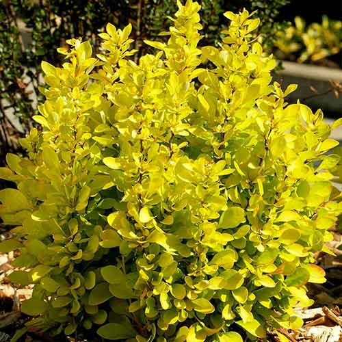 1 buc, Dracila japoneză Golden Horizon - Răsaduri: Mod de ambalare: 1 buc