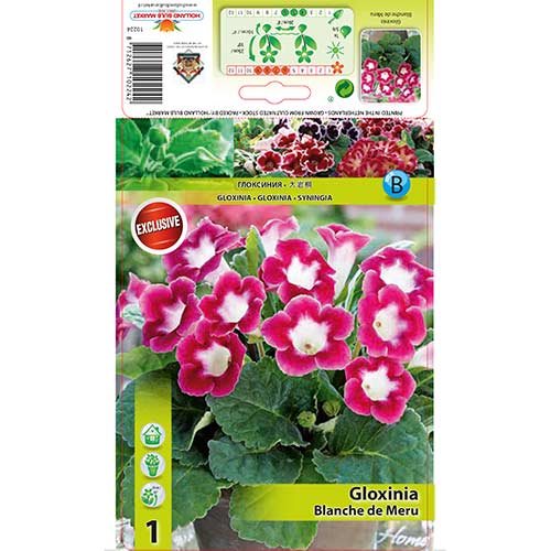 1 cib, Gloxinie Blanche de Meru - : Monžstvo balíkov: 1 cib