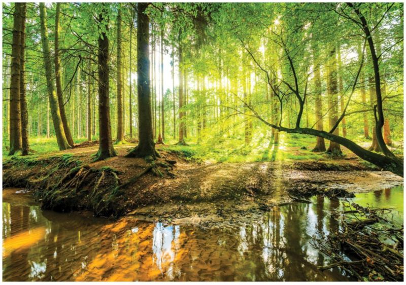 Fototapeta Na Flizelinie WALLARENA 350x250 cm Tapeta Do Sypialni Salonu Las Słońce 1 szt.