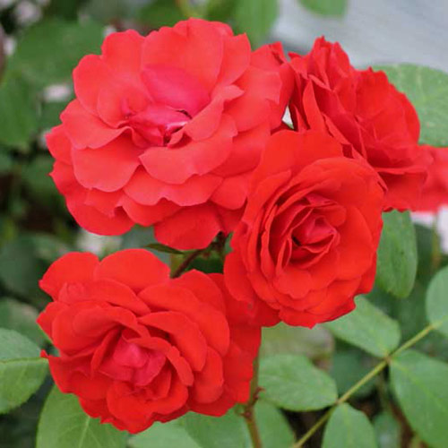 1 sadz, Róża bukietowa Allotria - Sadzonki: Ilość w opakowaniu: 1 sadz