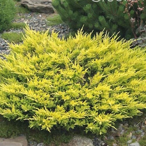 Jałowiec płożący Limeglow - Sadzonki: Ilość w opakowaniu: 1 sadz - GradinaMax