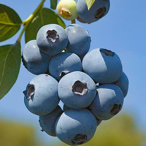 1 sadz, Borówka amerykańska Polaris - Sadzonki: Ilość w opakowaniu: 1 sadz