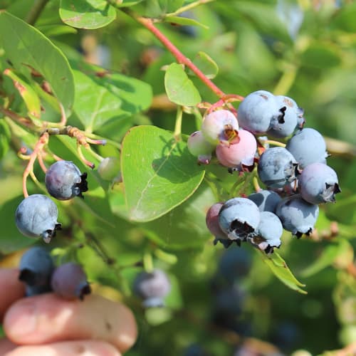 1 db, Áfonya fekete Duke, P9 - Palánták: Mod de ambalare: 1 db