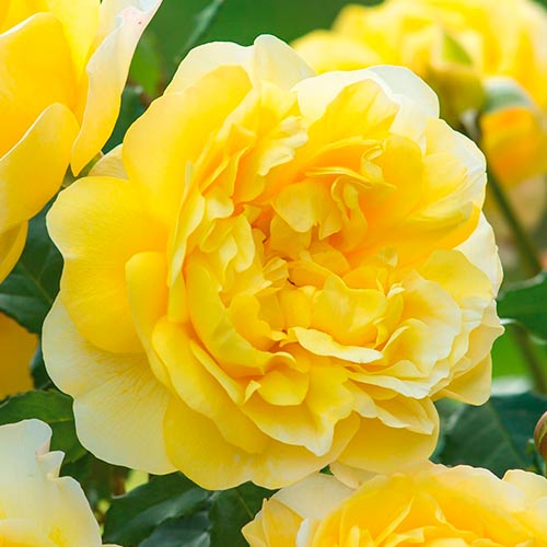 1 Pflanze(n), Großblütige Rose Old Gold - Setzlinge: Ilość w opakowaniu: 1 Pflanze(n)