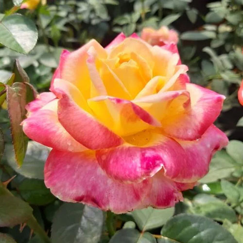 Rosa de flor grande Desse, root ball - Plântulas: Ilość w opakowaniu: 1 plant