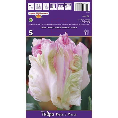 Tulipan papuzi Weber's Parrot - Cebule: Ilość w opakowaniu: 5 szt. - GradinaMax