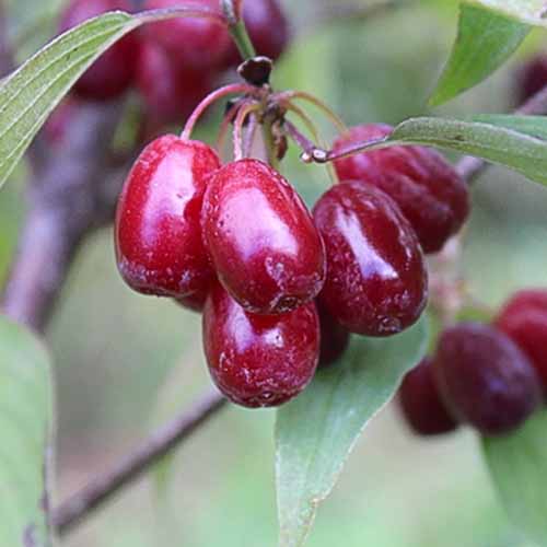 1 saz, Dřín obecný Krana - : Monžstvo balíkov: 1 saz