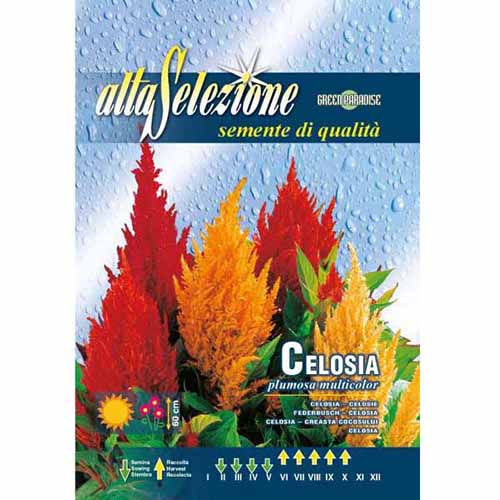 1 szt, Celózia, mix - Magok: Mod de ambalare: 1 db