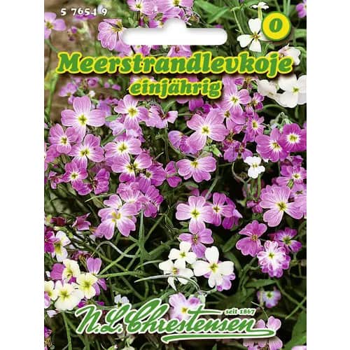 1 szt, Malcolmia maritima éves - Magok: Mod de ambalare: 1 db