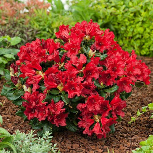 Rododendro Doloroso - Plântulas: Ilość w opakowaniu: 1 plant