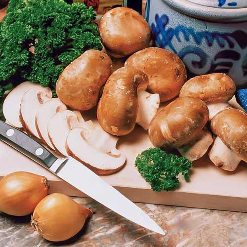 1 szt, Pieczarka Polna - Grzybnia: Ilość w opakowaniu: 60 ml