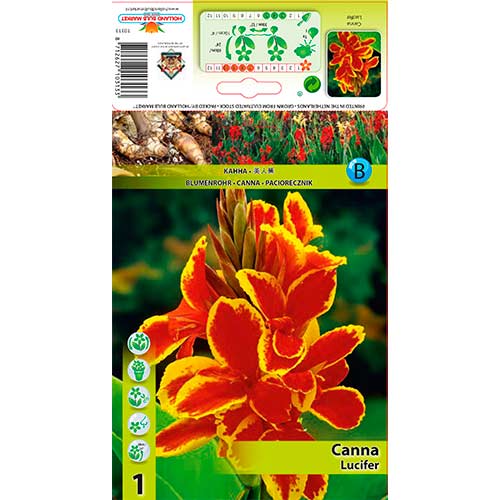 1 szt, Paciorecznik (Canna) Lucifer - Byliny: Ilość w opakowaniu: 1 szt.