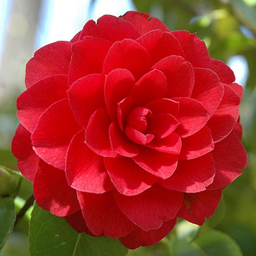 1 sadz, Kamelia japońska Red - Byliny: Ilość w opakowaniu: 1 sadz