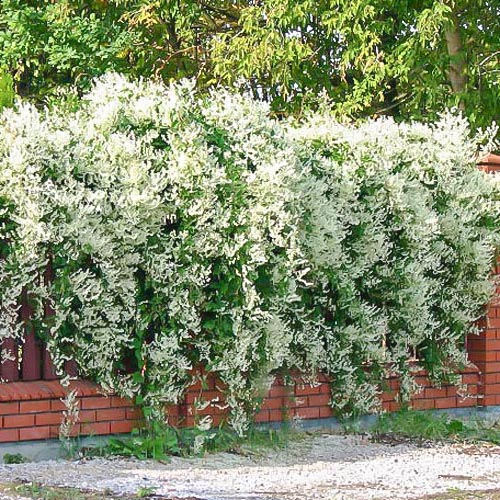 10 saz, Opletka Auberta - : Monžstvo balíkov: 10 saz