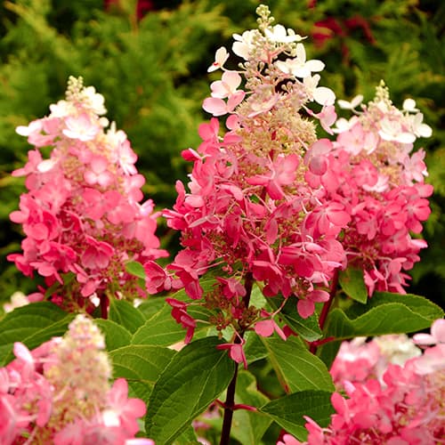 1 db, Hortenzia bugás Red Star - Palánták: Mod de ambalare: 1 db