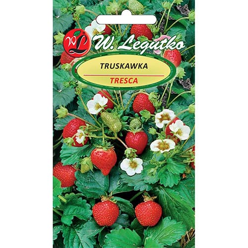 1 szt, Erdbeere Tresca - Samen: Ilość w opakowaniu: 0.03 g