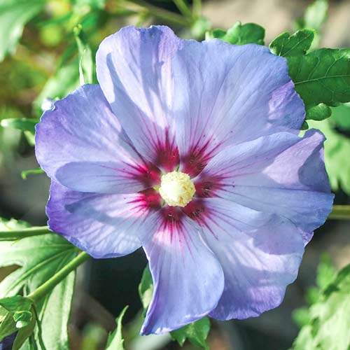 1 sadz, Hibiskus (Ketmia syryjska) Azurri - Sadzonki: Ilość w opakowaniu: 1 sadz