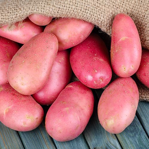 1 kg, Vetőburgonya Memphis - Gumók: Mod de ambalare: 1 kg