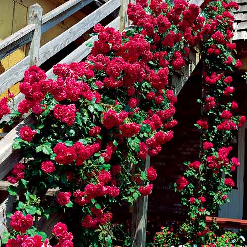 1 szt, Kletterrose rotbraun - Setzlinge: Ilość w opakowaniu: 1 szt