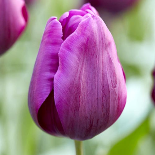 5 Stück, Tulpe Purple Prince - Blumenzwiebeln: Ilość w opakowaniu: 5 Stück
