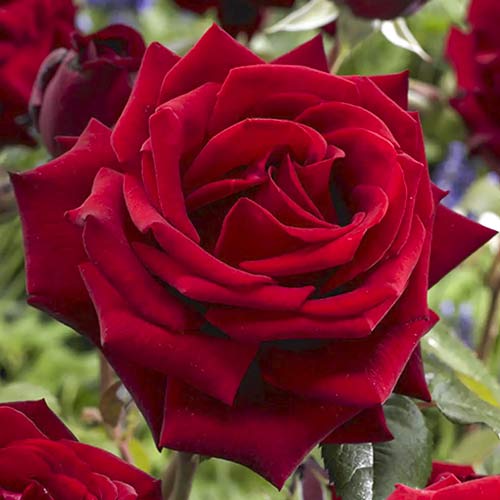 1 saz, Růže velkokvětá Mister Lincoln - : Monžstvo balíkov: 1 saz