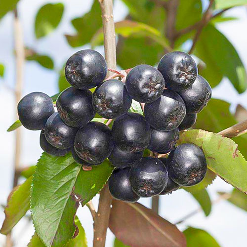 1 sadz, Aronia Nero - Sadzonki: Ilość w opakowaniu: 1 sadz
