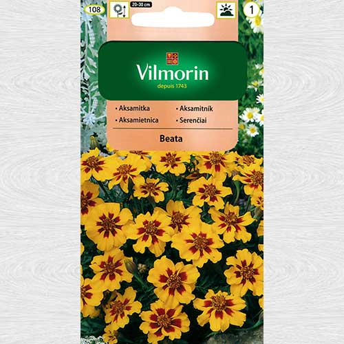 1 szt, Aksamitka rozpierzchła pojedyncza Beata - Nasiona: Ilość w opakowaniu: 1 g