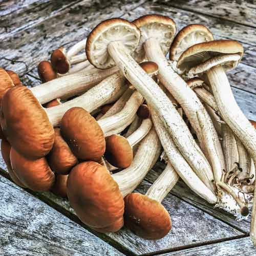 1 szt, Polówka wiązkowa - Grzybnia: Ilość w opakowaniu: 16 szt