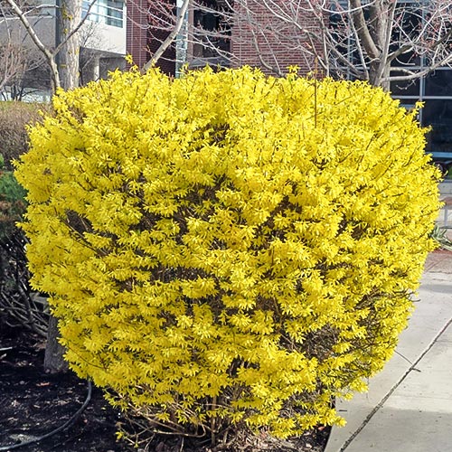 1 saz, Zlatice Goldrausch - : Monžstvo balíkov: 1 saz