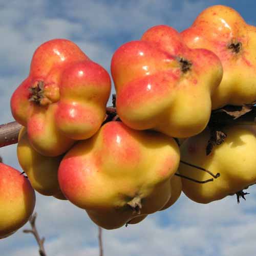1 saz, Jabloň Apistar - : Monžstvo balíkov: 1 saz