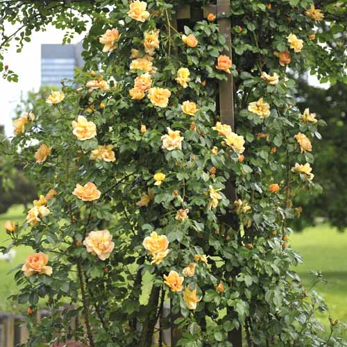 1 saz, Růže pnouca Redova , С5 - : Monžstvo balíkov: 1 saz