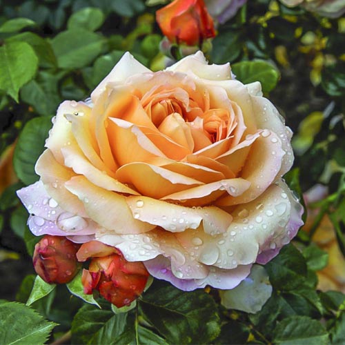 1 db, Rózsa teahibrid Capri , C5 - Palánták: Mod de ambalare: 1 db