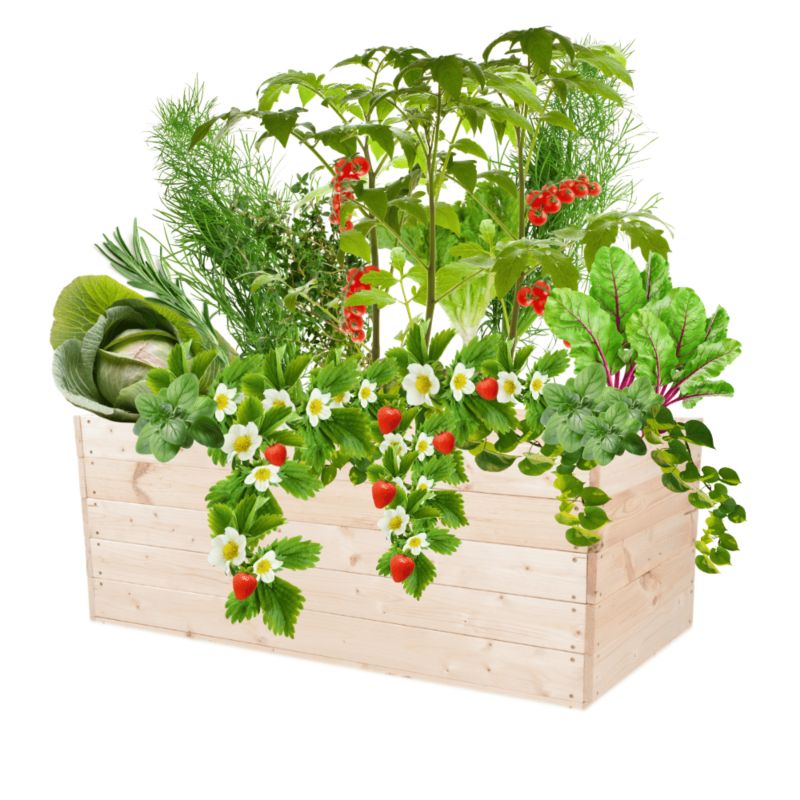 Warzywniak MODO24 grządka naturalne drewno 45x120x60 cm 1 szt.