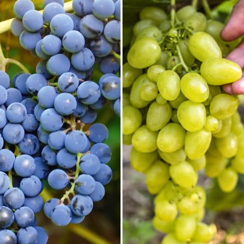 2 db, Hihetetlen ajánlat! Szuper korai szőlő , 2 db csemete készlet - Dugványok: Mod de ambalare: 2 db