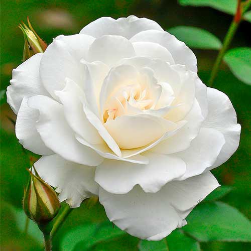 1 db, Rózsák teahibrid Helga - Palánták: Mod de ambalare: 1 db