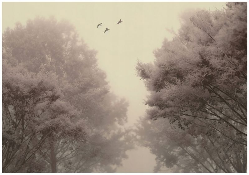 Fototapeta WALLARENA Do Sypialni Salonu Na Flizelinie Las Natura Drzewa Beżowy 300x210 cm 16089VX6 1 szt.