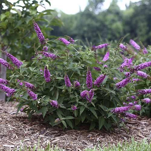 1 saz, Komule Pink Micro Chip PBR, C3 - : Monžstvo balíkov: 1 saz