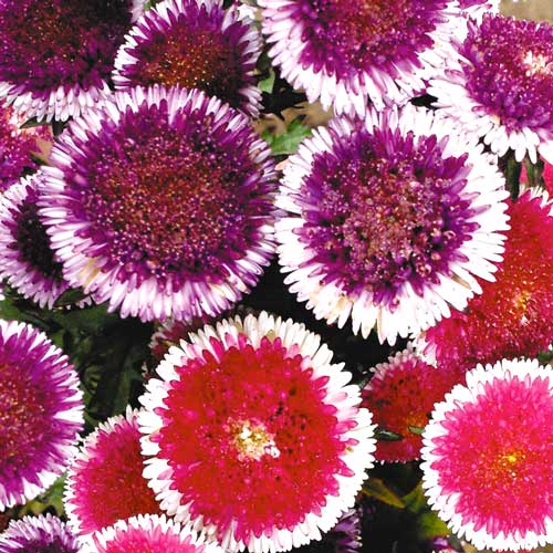 1 szt, Aster chiński Moonshine, mieszanka - Nasiona: Ilość w opakowaniu: 0.3 g