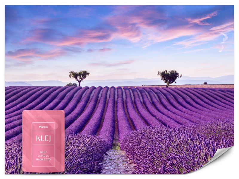 Fototapeta Muralo Pole Lawendy Natura 400x280 cm 1szt.