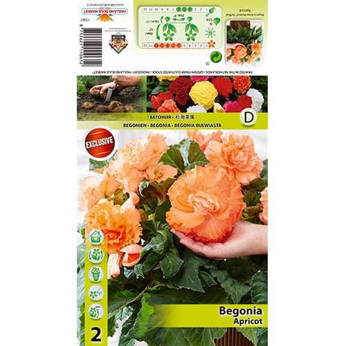2 szt., Begonia Ruffled Apricot - Byliny: Ilość w opakowaniu: 2 szt.