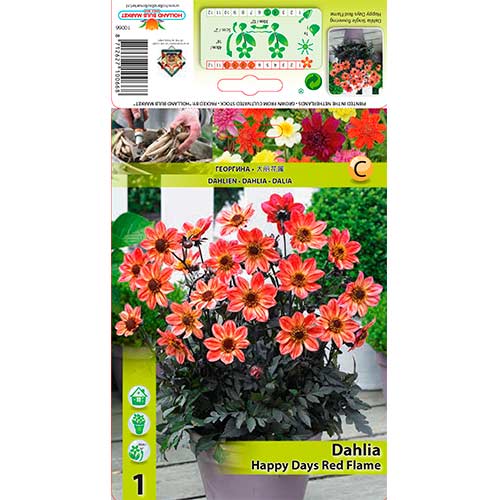 1 db, Dália Happy Days Red Flame - Évelő: Mod de ambalare: 1 db