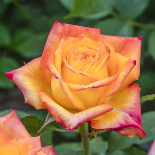 1 saz, Růže velkokvětá Girandola - : Monžstvo balíkov: 1 saz