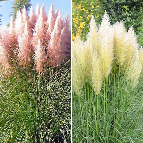 Tolles Angebot! Pampasgras, Set mit 2 Setzlingen - Setzlinge: Ilość w opakowaniu: 2 Pflanze(n)