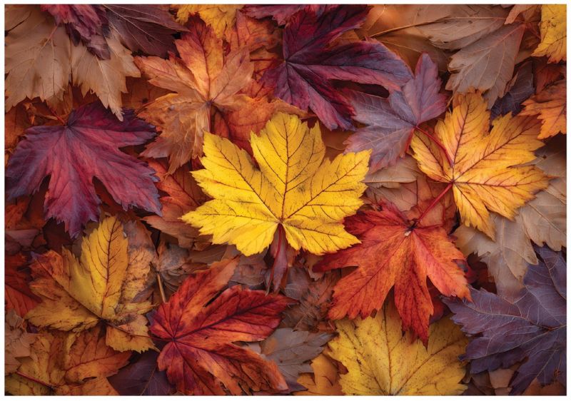Fototapeta WALLARENA Do Sypialni Salonu Na Flizelinie Liście Jesień Natura Kolorowy 300x210 cm 16354VX6 1 szt.
