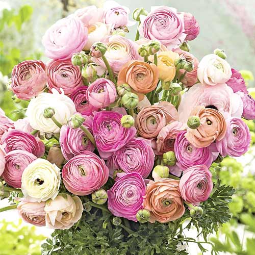 10 szt., Super oferta! Ranunculus (jaskier) Pastelowy mix - Cebule: Ilość w opakowaniu: 10 szt.