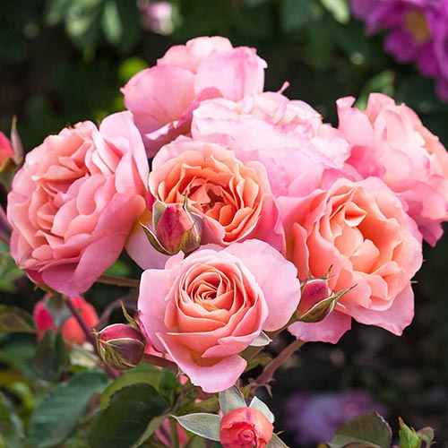 1 Pflanze(n), Rose Trendy Fashion - Setzlinge: Ilość w opakowaniu: 1 Pflanze(n)