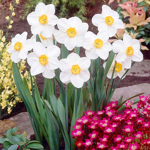 5 Stück, Narzisse Verger - Blumenzwiebeln: Ilość w opakowaniu: 5 Stück