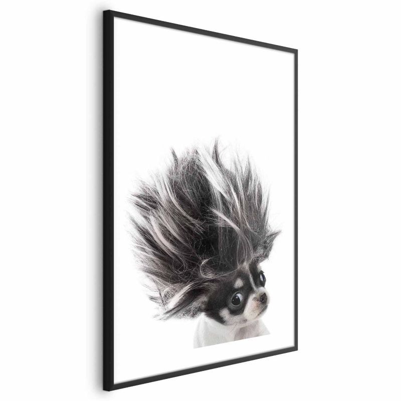 Plakat Artgeist Chihuahua 40x60 cm z ramą czarną 1 szt