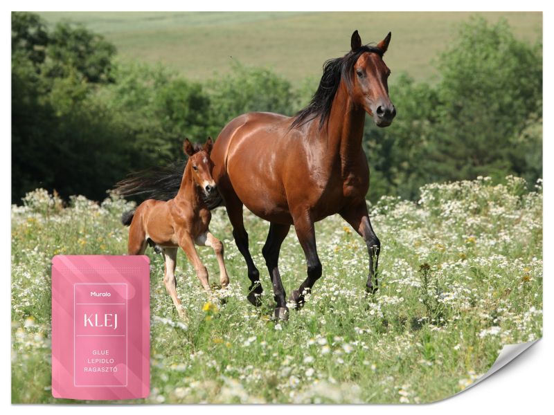 Fototapeta Muralo Konie na Polanie 500x350 cm 1szt.